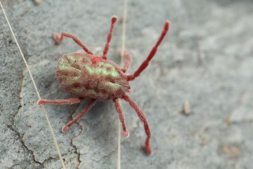 Callidosoma sp.