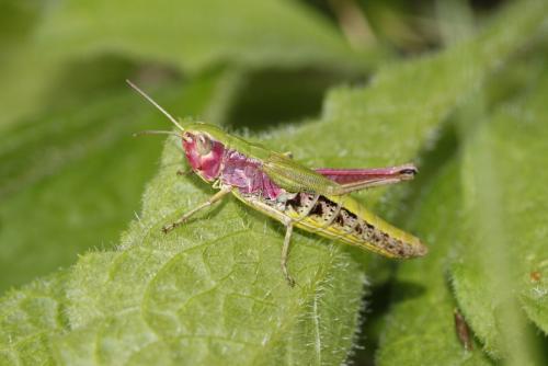 Réf. 269 547 : Pseudochorthippus parallelus