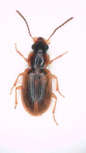 Réf. 269 759 : Acupalpus sp.