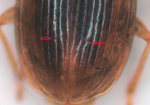 Réf. 269 889 : Acupalpus sp.