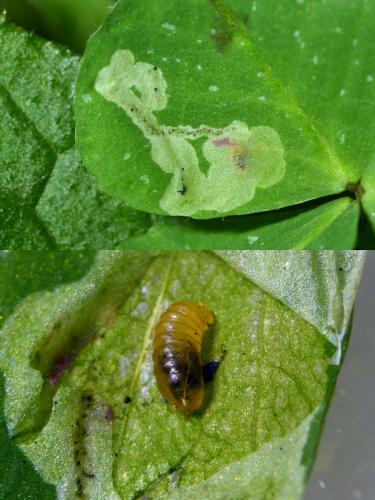 Agromyza frontella