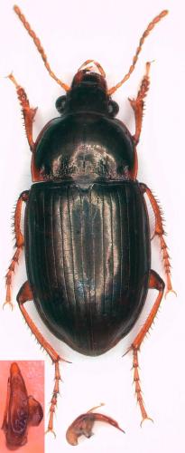 Amara fusca