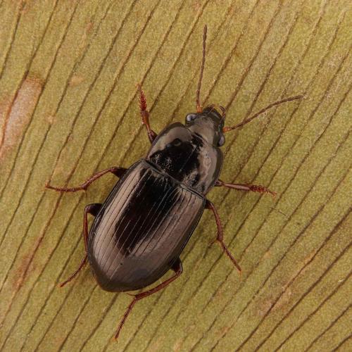 Amara bifrons