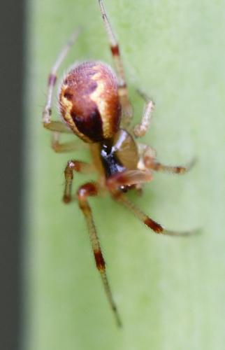 Réf. 269 088 : Anelosimus vittatus