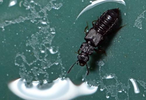 Anotylus rugosus