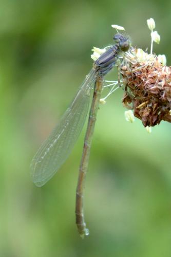 Erythromma lindenii