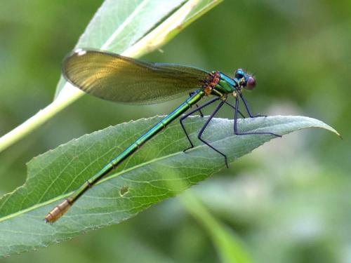 Calopteryx sp.