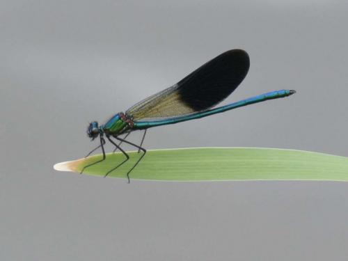 Calopteryx xanthostoma