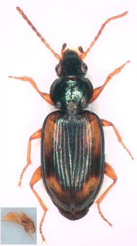 Bembidion bualei