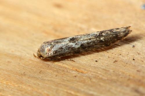 Blastobasis adustella