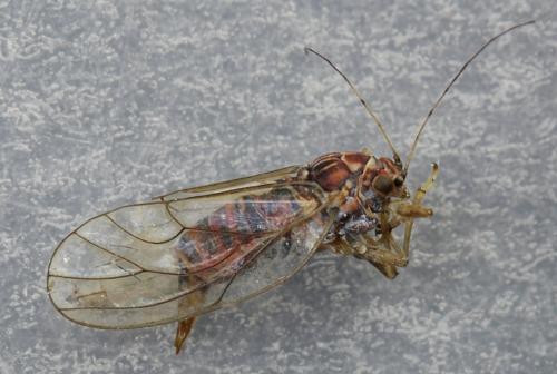 Cacopsylla sp.