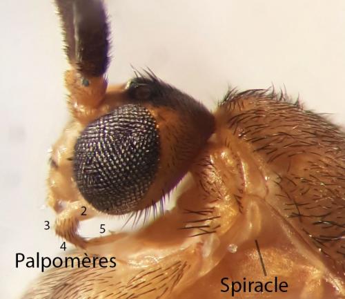 Orfelia fasciata