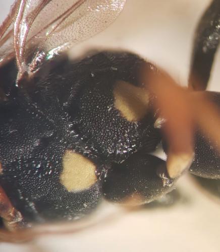 Latibulus argiolus