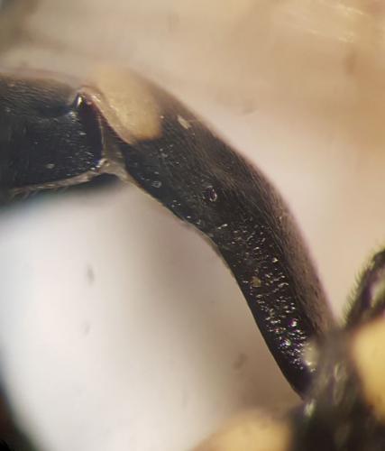 Latibulus argiolus