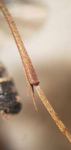 Latibulus argiolus
