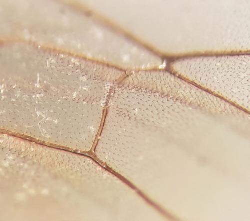 Réf. 269 426 : Latibulus argiolus