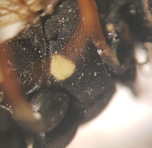 Réf. 269 427 : Latibulus argiolus