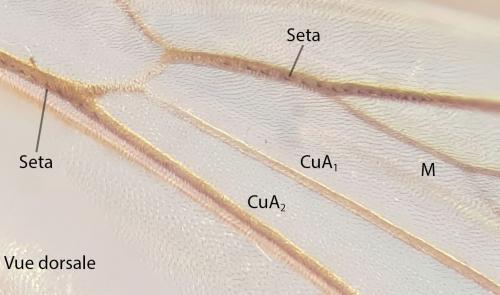 Orfelia fasciata