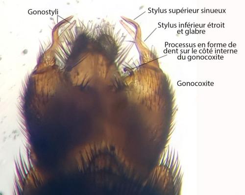 Orfelia fasciata