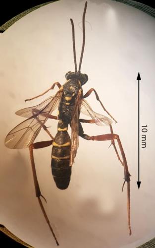 Latibulus argiolus