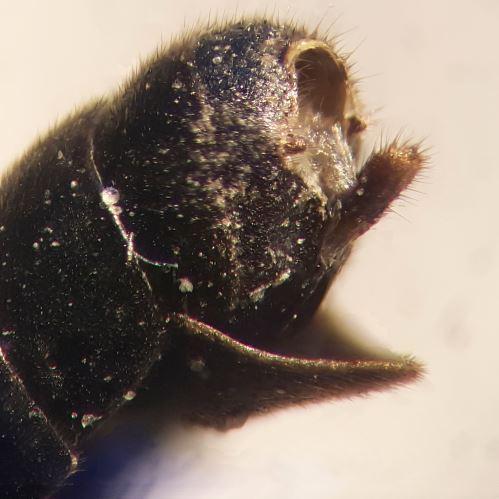 Latibulus argiolus