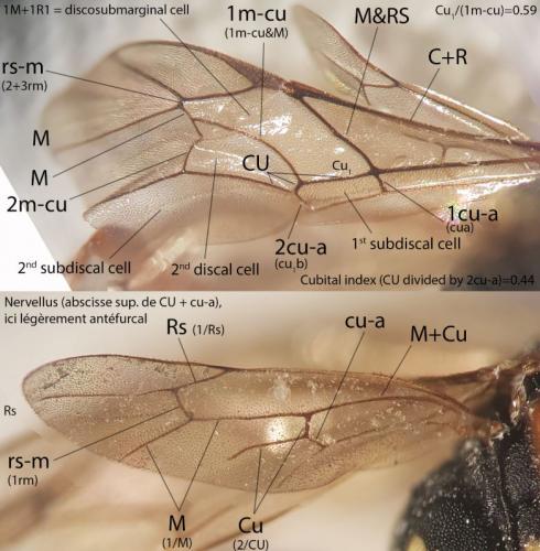 Réf. 269 300 : Latibulus argiolus