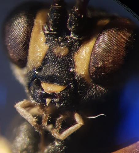 Réf. 269 301 : Latibulus argiolus