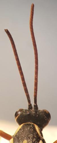 Latibulus argiolus