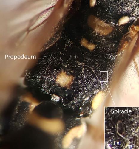 Latibulus argiolus