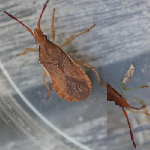 Ceraleptus lividus