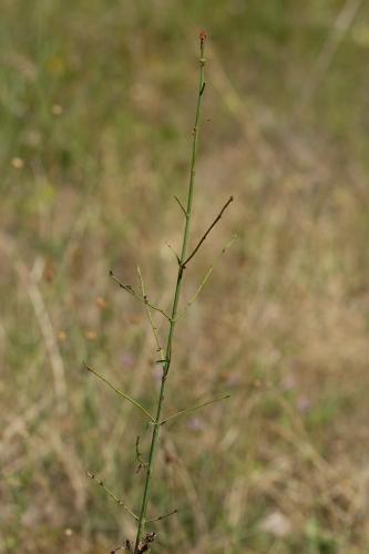 Aplocera sp.