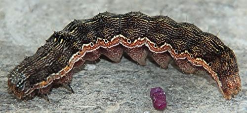 Réf. 269 860 : Helicoverpa armigera