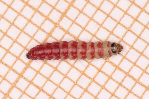 Réf. 269 509 : Scrobipalpa acuminatella