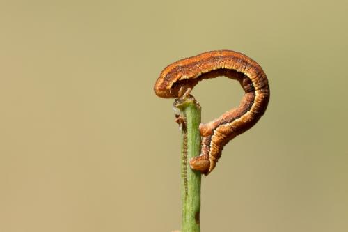 Réf. 269 243 : Aplocera sp.