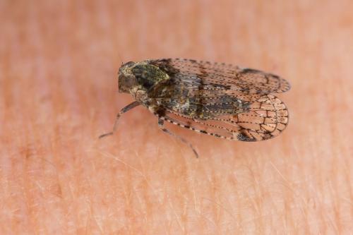 Cixius sp.