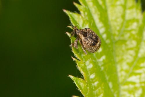 Stereonychus fraxini