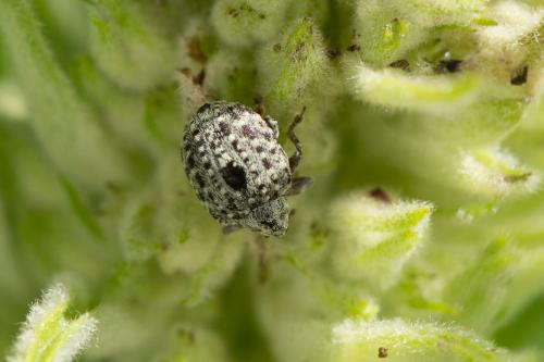 Réf. 269 902 : Cionus sp.