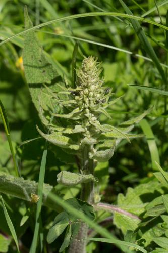 Réf. 269 903 : Cionus sp.