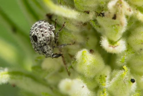 Réf. 269 901 : Cionus sp.
