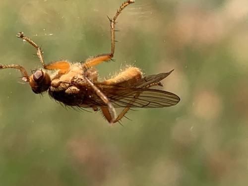 Scathophaga inquinata