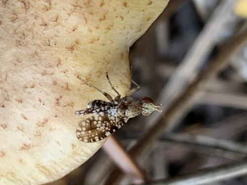 Réf. 269 824 : Trypetoptera punctulata