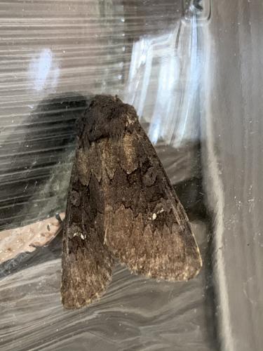 Aporophyla nigra