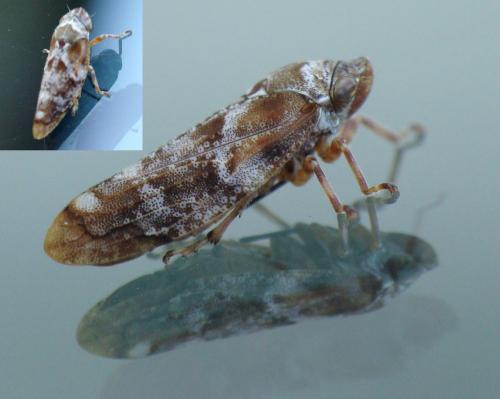 Réf. 269 370 : Aphrophora corticea