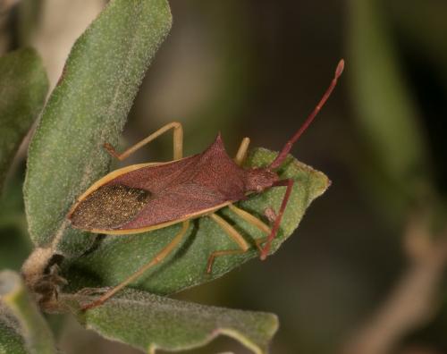 Réf. 269 008 : Gonocerus insidiator