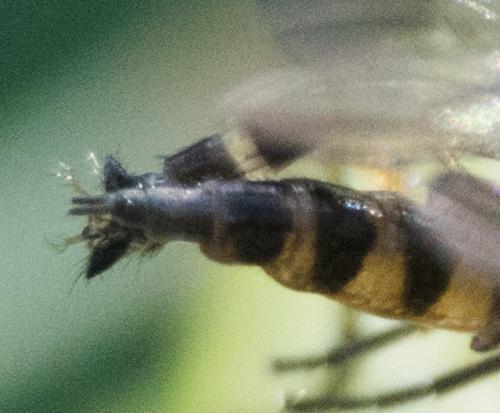 Rhamphomyia sp.