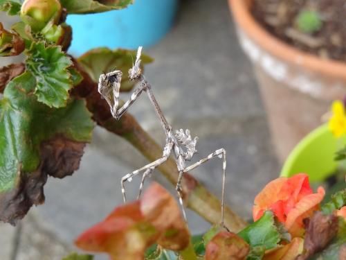 Réf. 269 000 : Empusa pennata