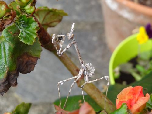 Réf. 269 104 : Empusa pennata