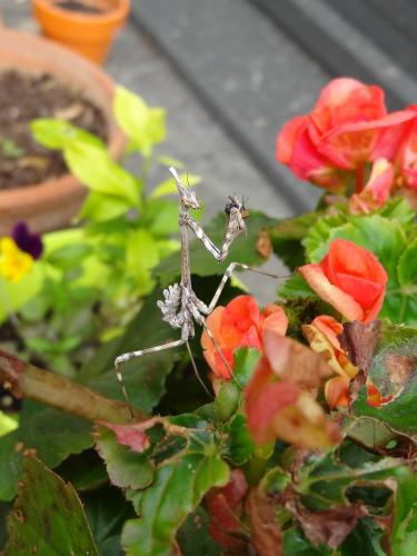 Réf. 269 105 : Empusa pennata