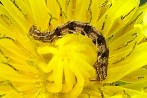 Réf. 269 100 : Eupithecia virgaureata