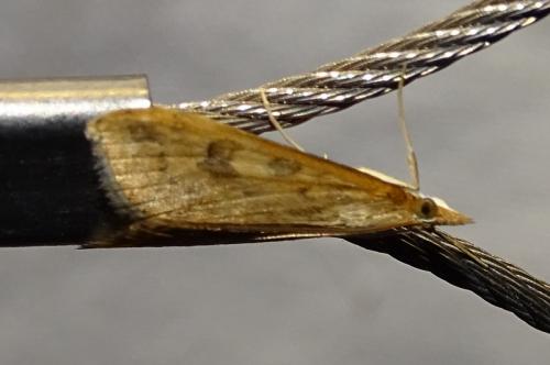 Udea ferrugalis